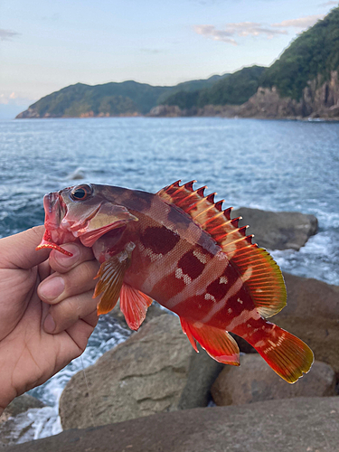 アカハタの釣果