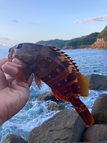 アカハタの釣果