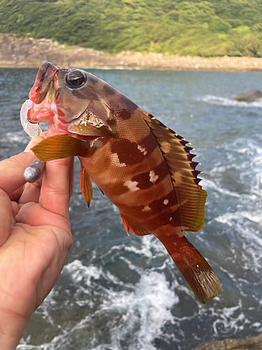 アカハタの釣果