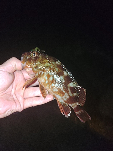 カサゴの釣果