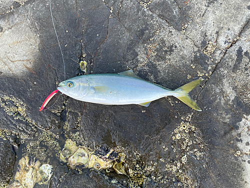 ワカシの釣果