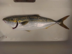 ヤズの釣果
