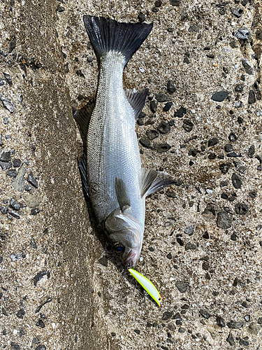 セイゴ（マルスズキ）の釣果