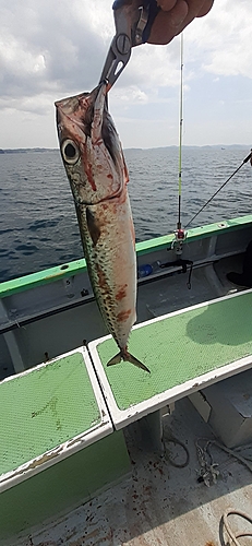 サバの釣果