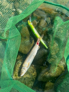 アユの釣果