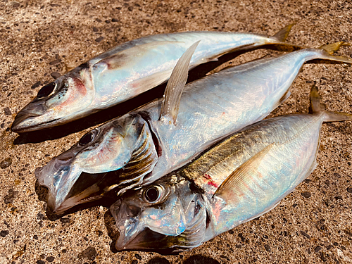 マアジの釣果