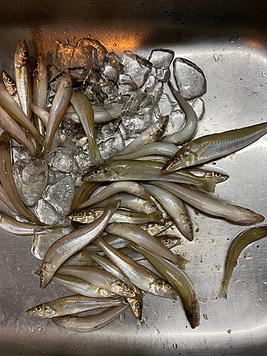 キスの釣果