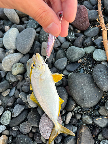 ショゴの釣果