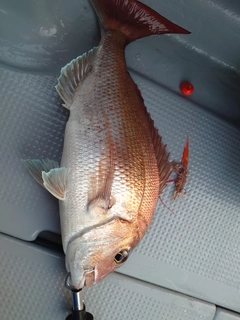 タイの釣果