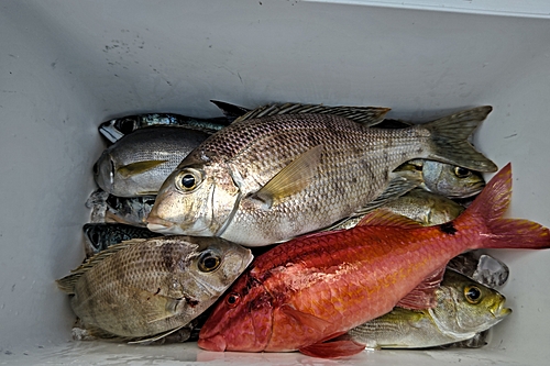 メイチダイの釣果