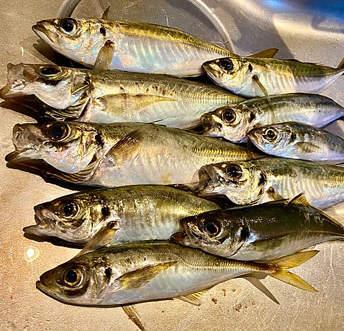 アジの釣果