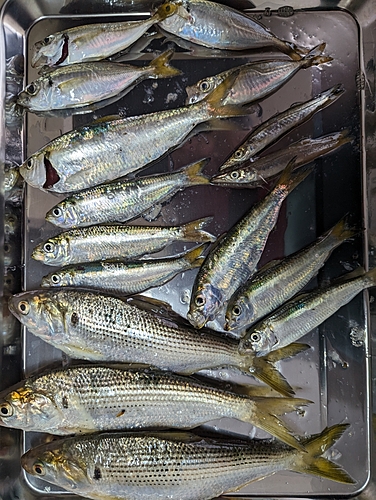 コノシロの釣果