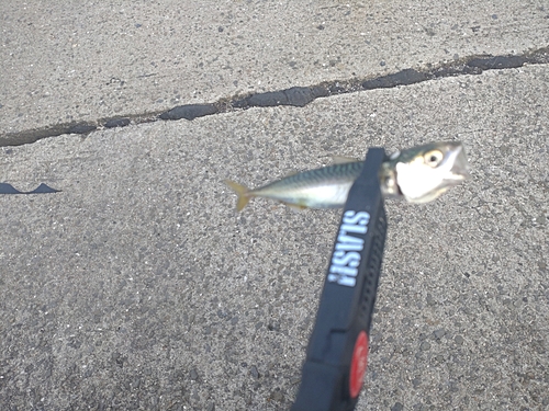 サバの釣果