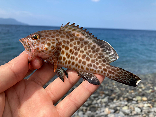 オオモンハタの釣果