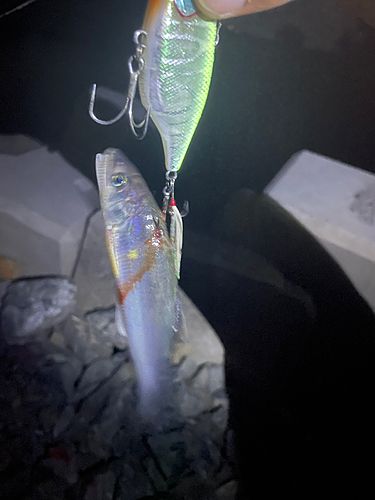 アユの釣果