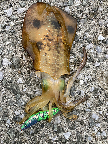 アオリイカの釣果