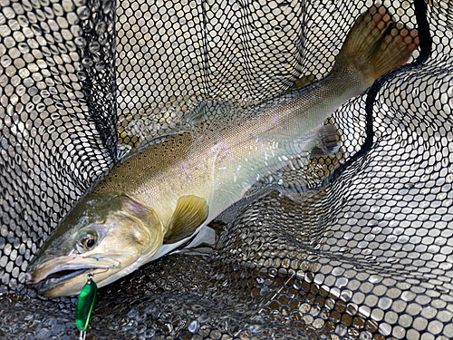 ニジマスの釣果