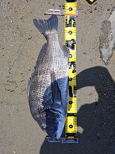 クロダイの釣果