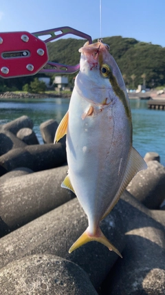 ショゴの釣果