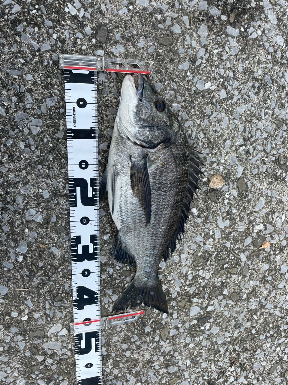 がまらー大工🤪さんの釣果 2枚目の画像