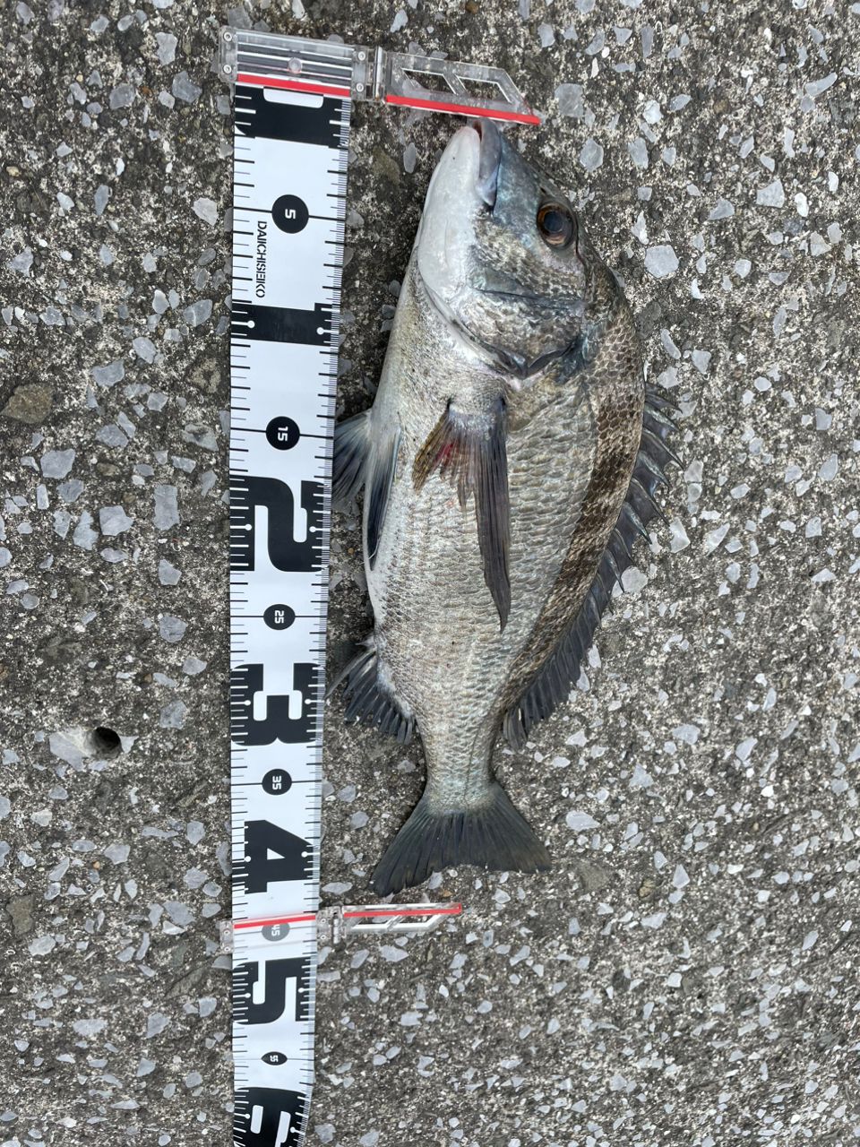 がまらー大工🤪さんの釣果 3枚目の画像