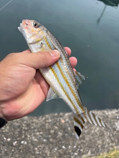 ミナミヒメジの釣果