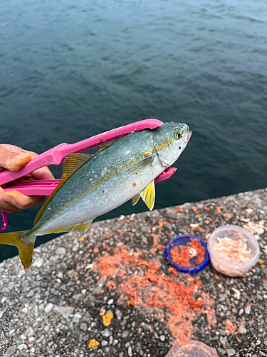 ワカシの釣果