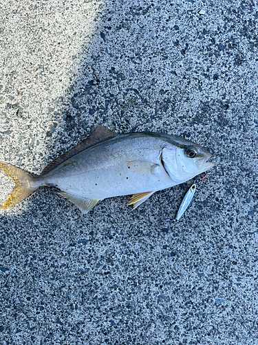 ショゴの釣果