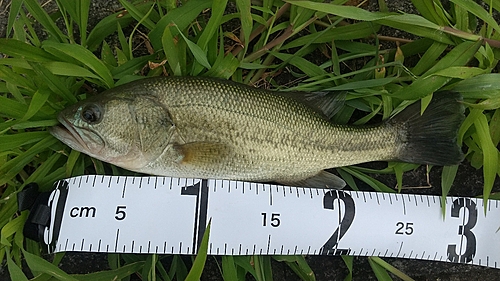 ブラックバスの釣果