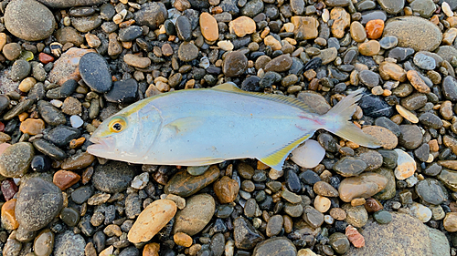 ショッコの釣果