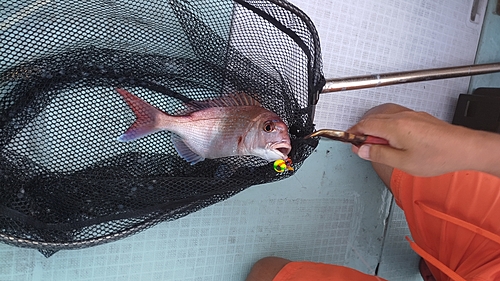 マダイの釣果