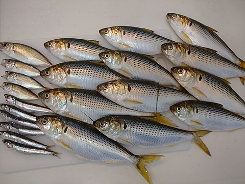 コノシロの釣果