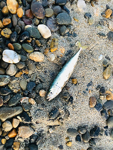 ショゴの釣果