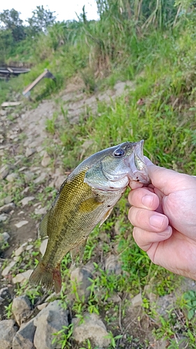 ラージマウスバスの釣果