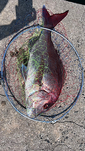 タイの釣果