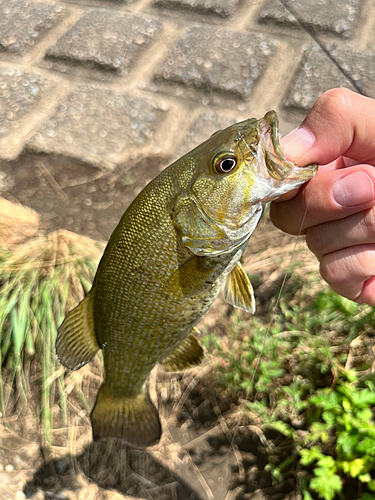 スモールマウスバスの釣果