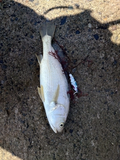 イシモチの釣果