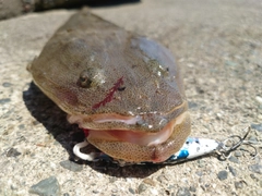 マゴチの釣果