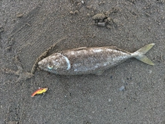 ツバスの釣果