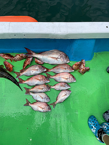 タイの釣果