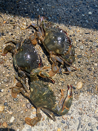 ガザミの釣果