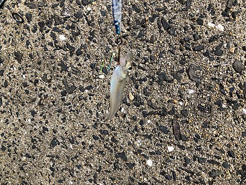 シロギスの釣果