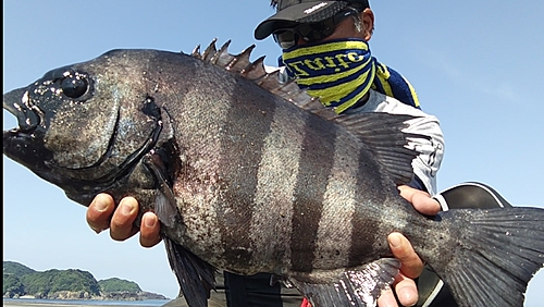 イシダイの釣果