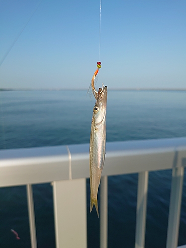 カマスの釣果