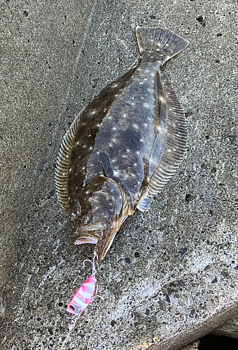 ソゲの釣果