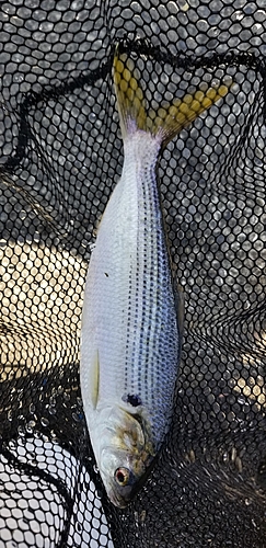 カタボシイワシの釣果