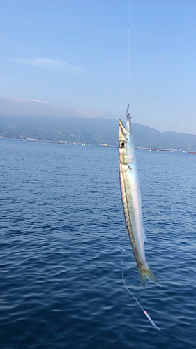 カマスの釣果