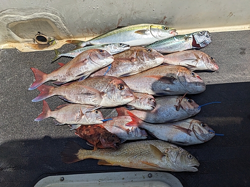 マダイの釣果