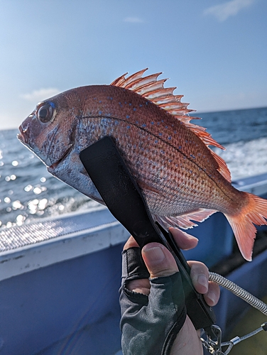 マダイの釣果