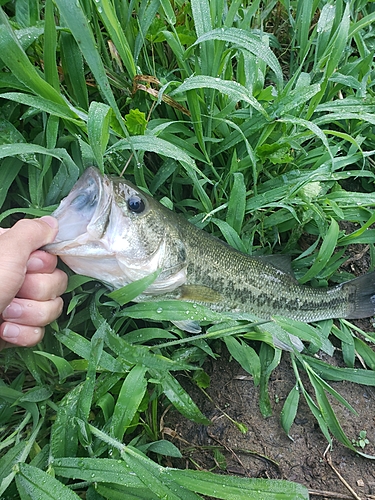 ラージマウスバスの釣果